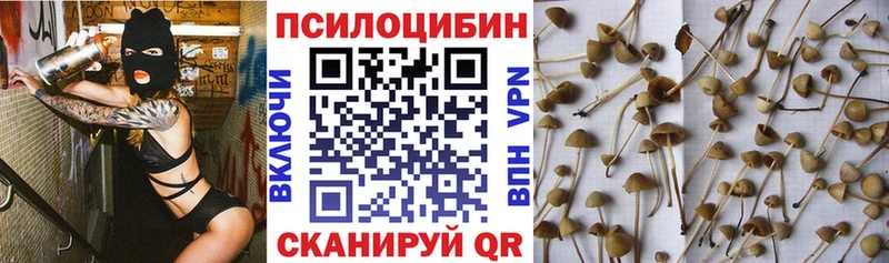 где можно купить   Шелехов  Псилоцибиновые грибы MAGIC MUSHROOMS 